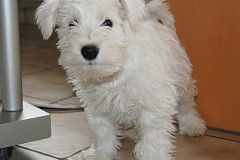 zVanH-k-3-