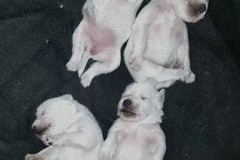 5_l4o4qk8i